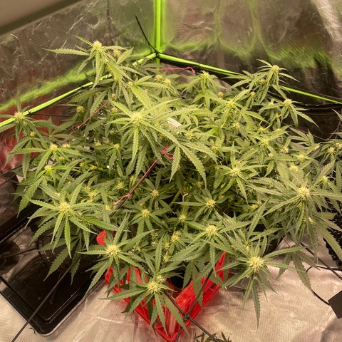 Gelato #2 growlog timeline photo
