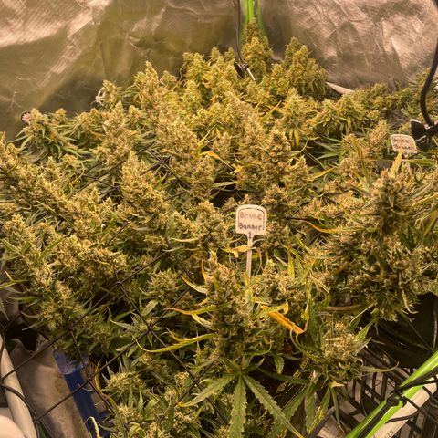  Bruce Banner #1 growlog timeline photo