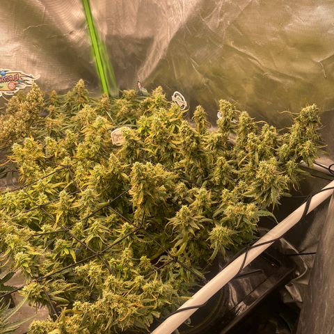 Auto Psychedelic growlog timeline photo