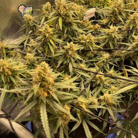 Gelato #1 growlog timeline photo