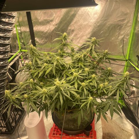 Gelato #2 growlog timeline photo