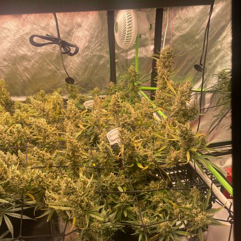  Bruce Banner #1 growlog timeline photo