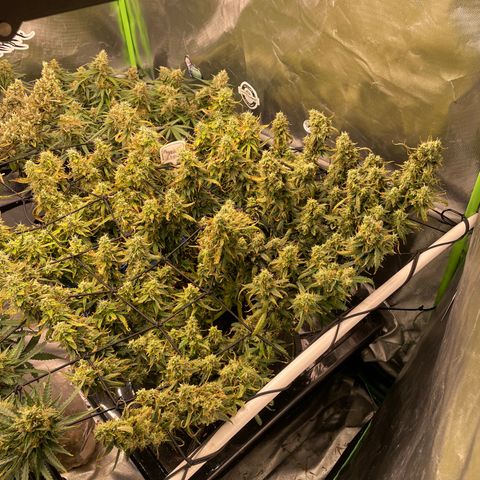 Auto Psychedelic growlog timeline photo