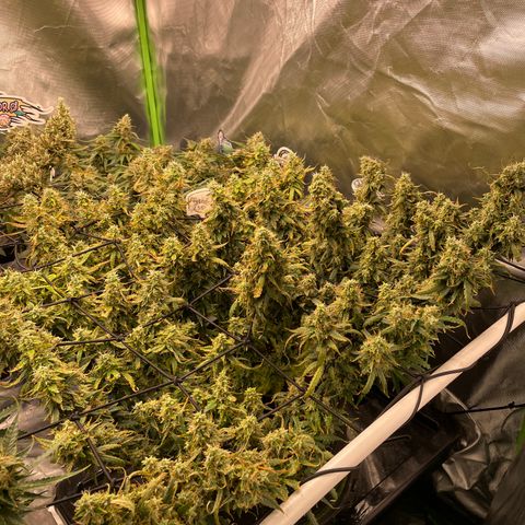 Auto Psychedelic growlog timeline photo