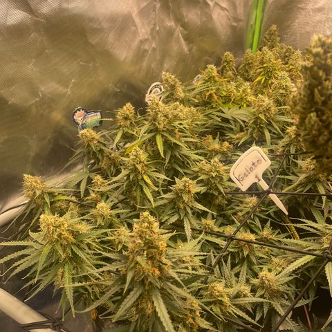Gelato #1 growlog timeline photo