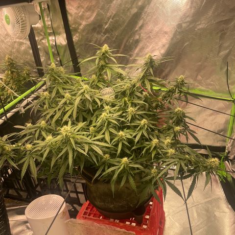 Gelato #2 growlog timeline photo