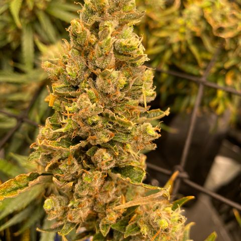  Bruce Banner #1 growlog timeline photo