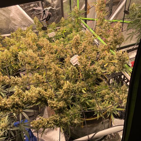  Bruce Banner #1 growlog timeline photo