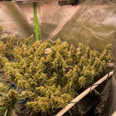 Auto Psychedelic growlog timeline photo