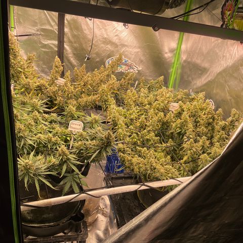 Auto Psychedelic growlog timeline photo
