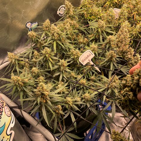 Gelato #1 growlog timeline photo