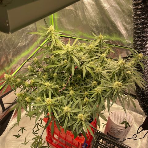 Gelato #2 growlog timeline photo