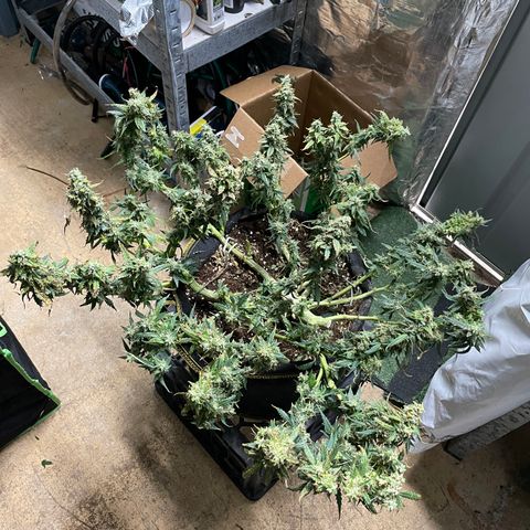 Auto Psychedelic growlog photo:  Harvested half of psychedelic today