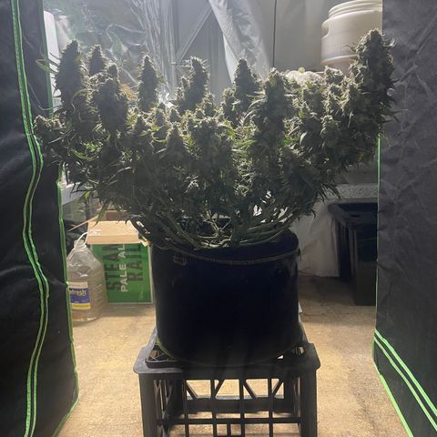 Auto Psychedelic growlog photo:  Harvested half of psychedelic today