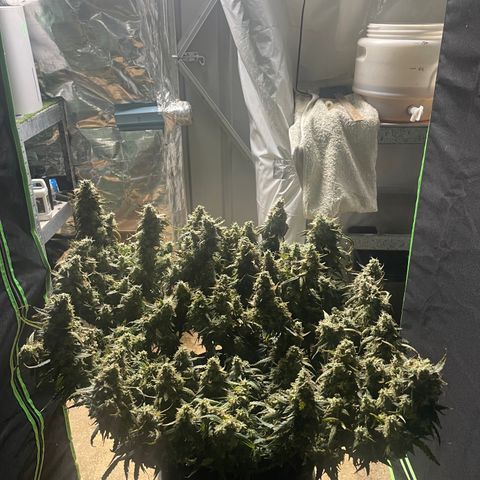 Auto Psychedelic growlog photo:  Harvested half of psychedelic today