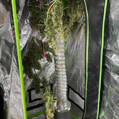 Auto Psychedelic growlog photo:  Harvested half of psychedelic today
