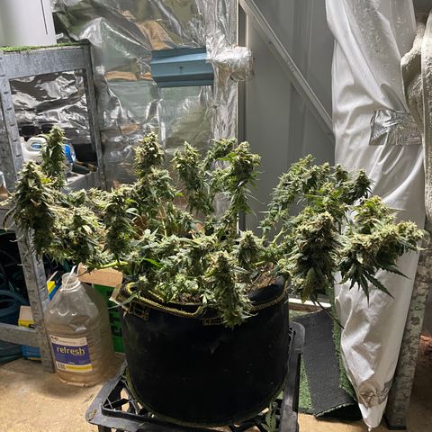 Auto Psychedelic growlog photo:  Harvested half of psychedelic today