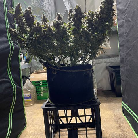 Auto Psychedelic growlog photo:  Harvested half of psychedelic today
