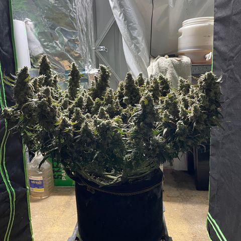 Auto Psychedelic growlog photo:  Harvested half of psychedelic today