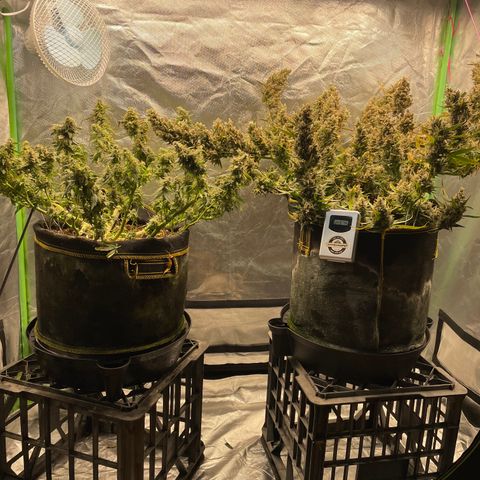 Auto Psychedelic growlog photo:  Harvested half of psychedelic today