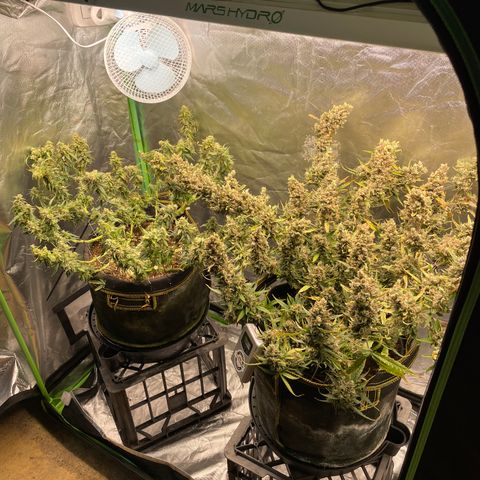 Auto Psychedelic growlog photo:  Harvested half of psychedelic today