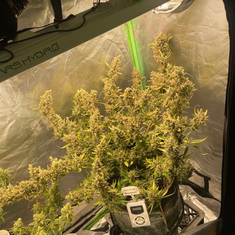  Bruce Banner #1 growlog timeline photo