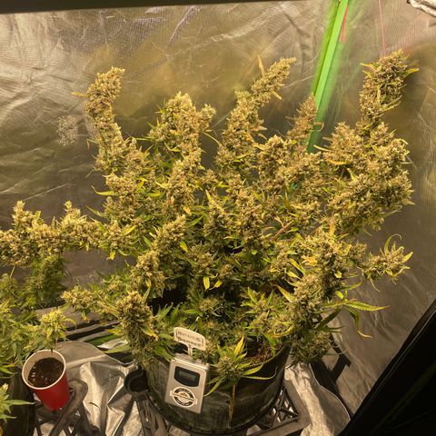  Bruce Banner #1 growlog timeline photo