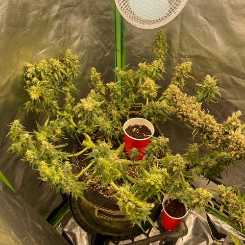 Auto Psychedelic growlog timeline photo