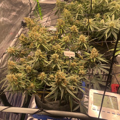 Gelato #1 growlog timeline photo