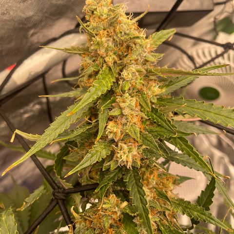 Gelato #1 growlog timeline photo