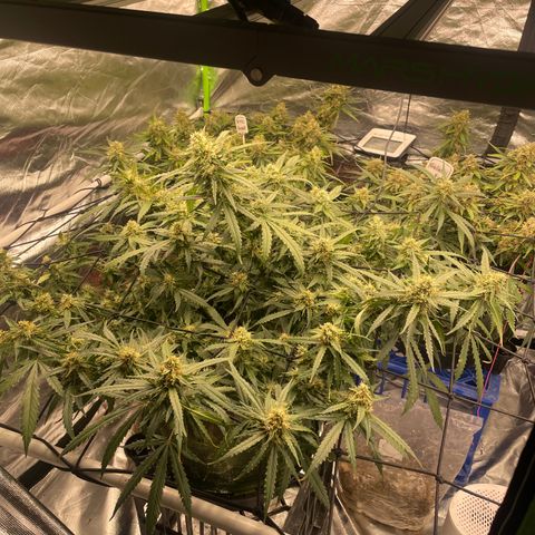 Gelato #2 growlog timeline photo