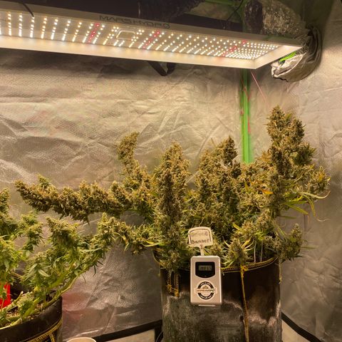  Bruce Banner #1 growlog timeline photo