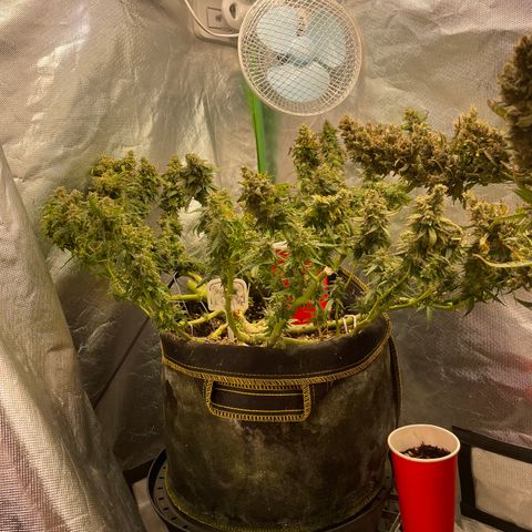 Auto Psychedelic growlog timeline photo