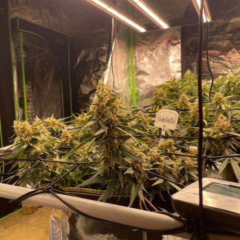 Gelato #1 growlog timeline photo