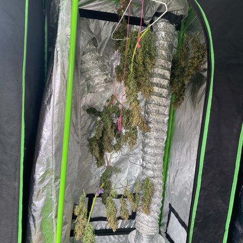 Auto Psychedelic growlog timeline photo