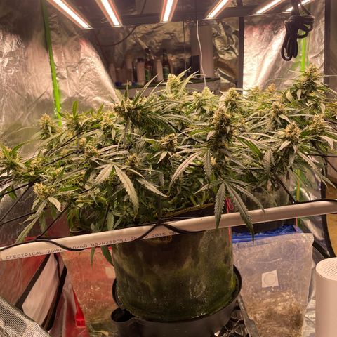 Gelato #2 growlog timeline photo