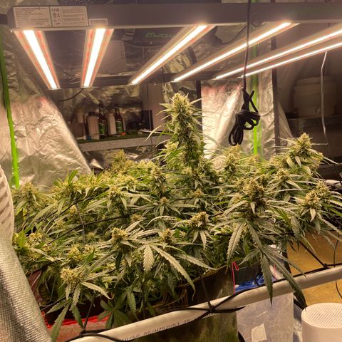 Gelato #2 growlog timeline photo