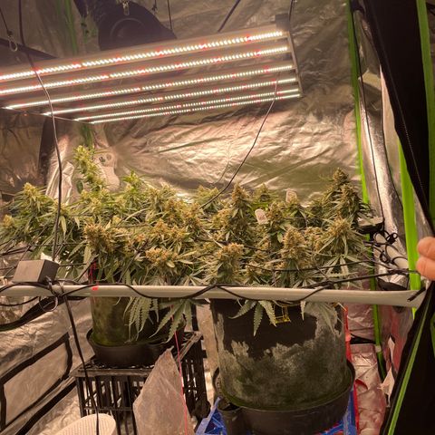 Gelato #1 growlog timeline photo