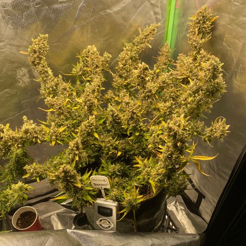  Bruce Banner #1 growlog timeline photo