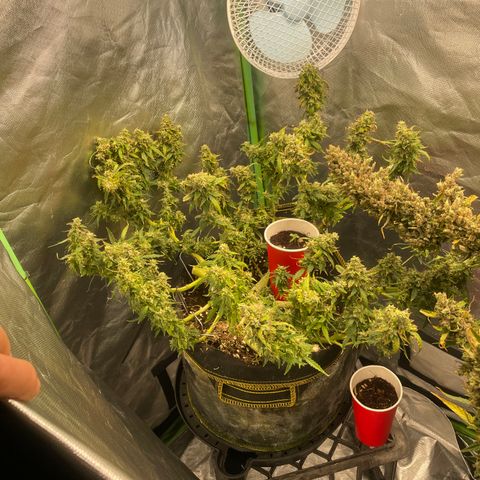 Auto Psychedelic growlog timeline photo