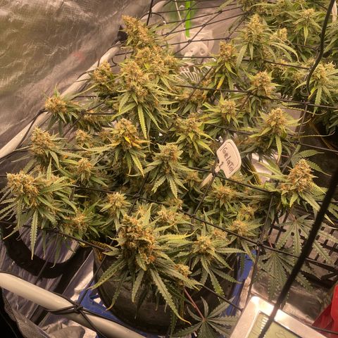 Gelato #1 growlog timeline photo