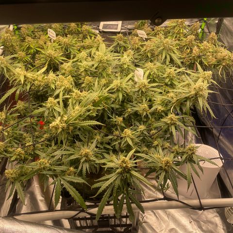 Gelato #2 growlog timeline photo