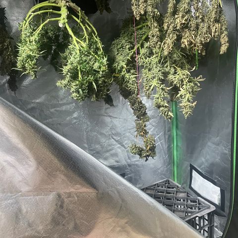  Bruce Banner #1 growlog timeline photo