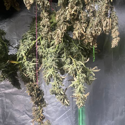  Bruce Banner #1 growlog timeline photo