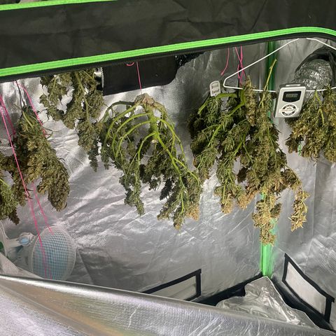 Auto Psychedelic growlog timeline photo