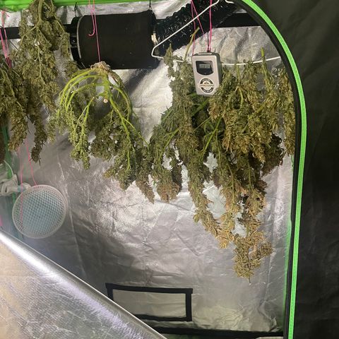 Auto Psychedelic growlog timeline photo