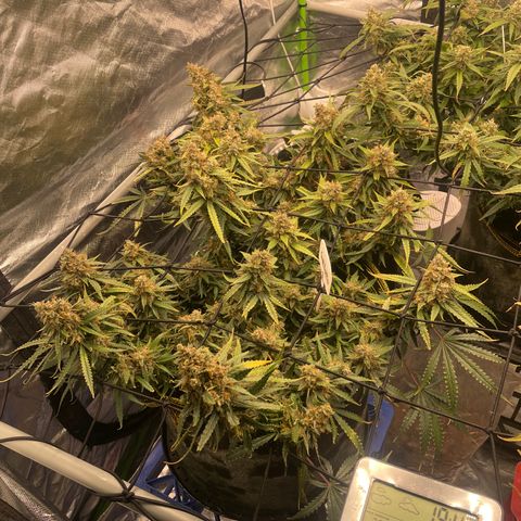 Gelato #1 growlog timeline photo