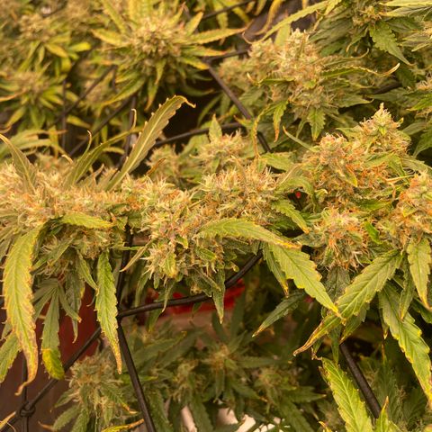 Gelato #2 growlog timeline photo