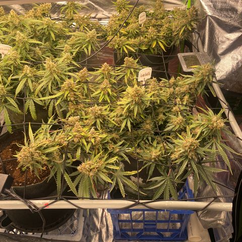 Gelato #1 growlog timeline photo