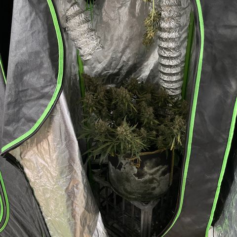 Gelato #1 growlog timeline photo